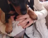 Dachshund (Smooth Haired)