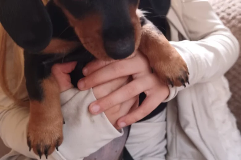 Dachshund (Smooth Haired)