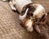 Dachshund (Smooth Haired)
