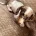 Dachshund (Smooth Haired)