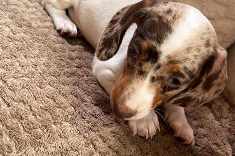 Dachshund (Smooth Haired)