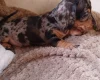Dachshund (Smooth Haired)