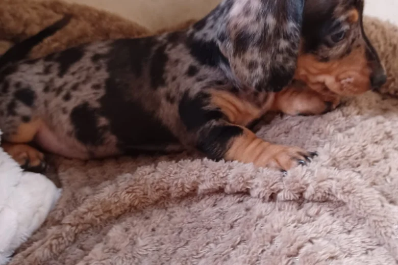 Dachshund (Smooth Haired)