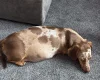 Dachshund (Smooth Haired)
