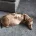 Dachshund (Smooth Haired)
