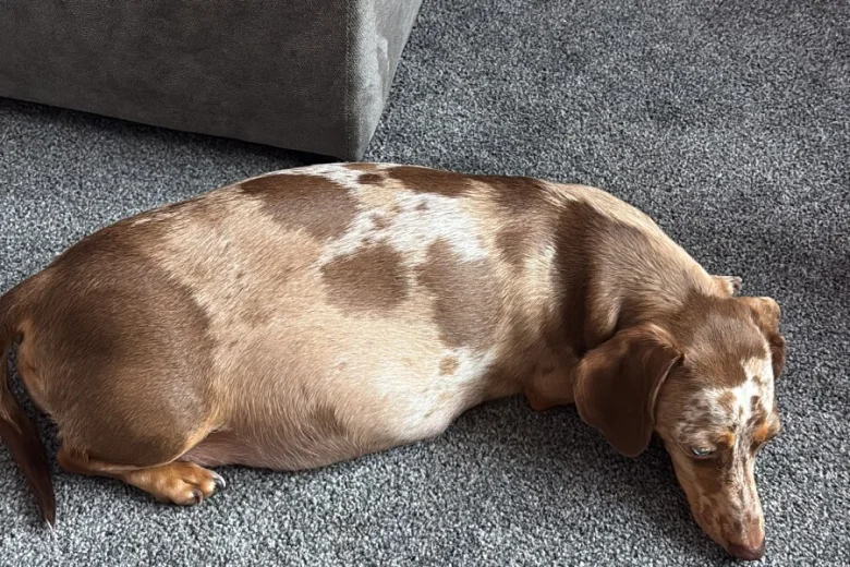 Dachshund (Smooth Haired)