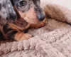 Dachshund (Smooth Haired)