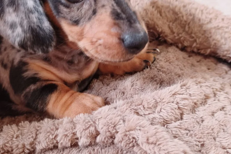 Dachshund (Smooth Haired)
