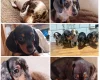 Dachshund (Smooth Haired)