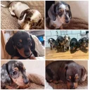 Dachshund (Smooth Haired)
