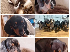 Dachshund (Smooth Haired)