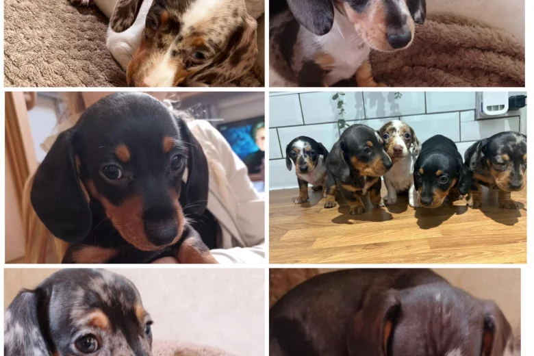 Dachshund (Smooth Haired)