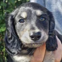 Dachshund (Smooth Haired)