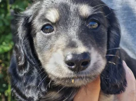 Dachshund (Smooth Haired)