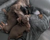 Dachshund (Smooth Haired)