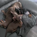 Dachshund (Smooth Haired)