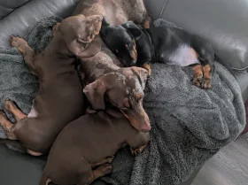 Dachshund (Smooth Haired)
