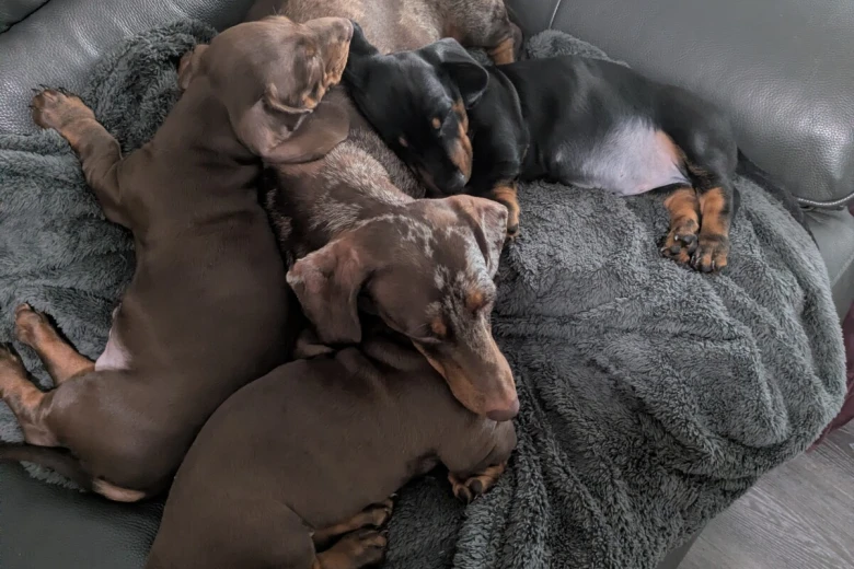 Dachshund (Smooth Haired)