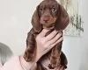 Dachshund (Smooth Haired)