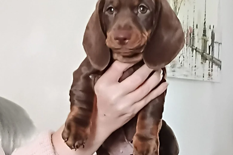 Dachshund (Smooth Haired)