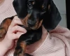 Dachshund (Smooth Haired)