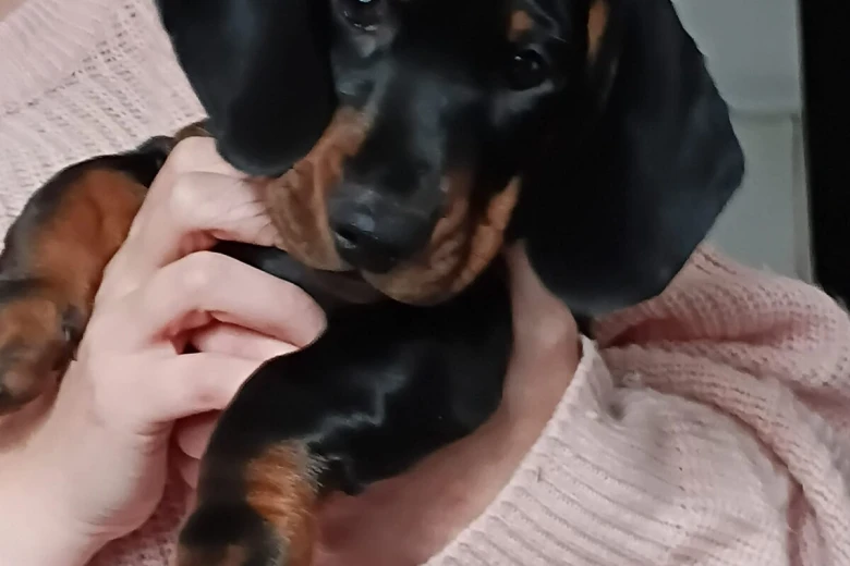 Dachshund (Smooth Haired)