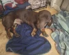 Dachshund (Smooth Haired)