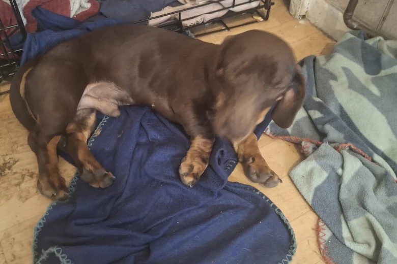 Dachshund (Smooth Haired)