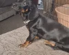 Dachshund (Smooth Haired)