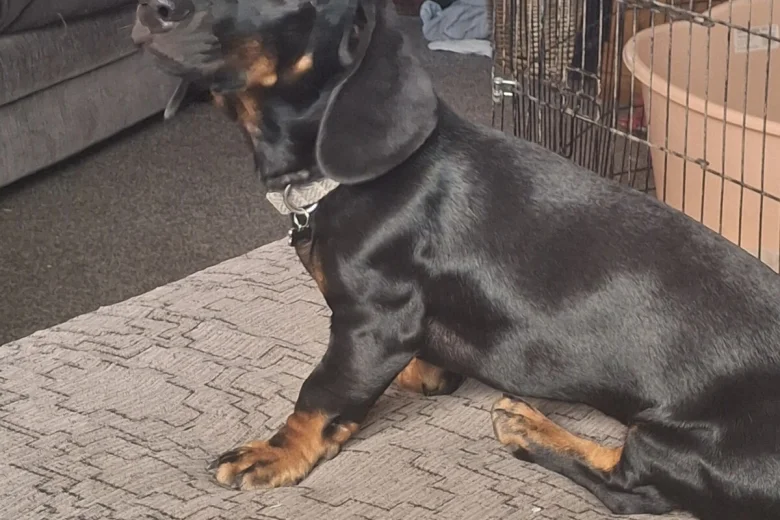 Dachshund (Smooth Haired)