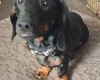Dachshund (Smooth Haired)