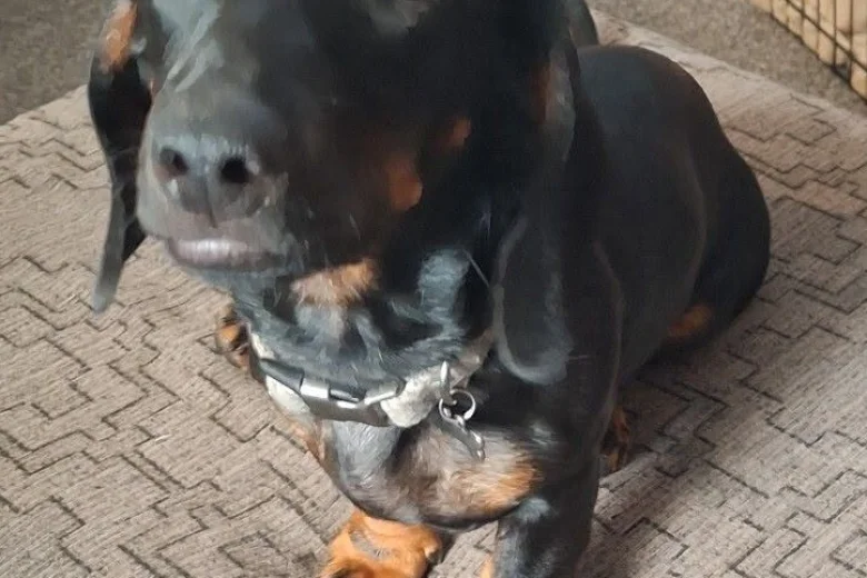 Dachshund (Smooth Haired)