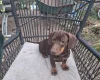 Dachshund (Smooth Haired)