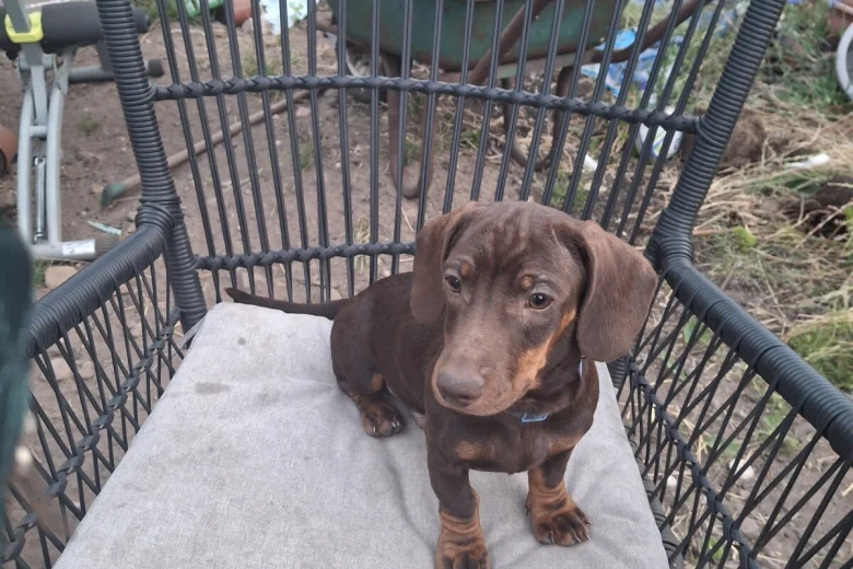 Dachshund (Smooth Haired)