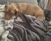 Dachshund (Smooth Haired)