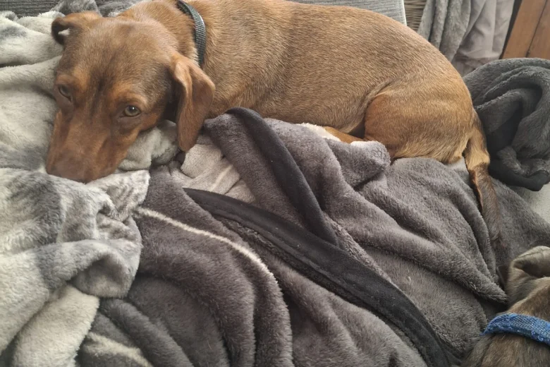Dachshund (Smooth Haired)