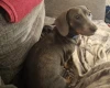 Dachshund (Smooth Haired)