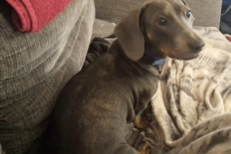 Dachshund (Smooth Haired)