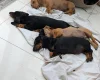 Dachshund (Smooth Haired)