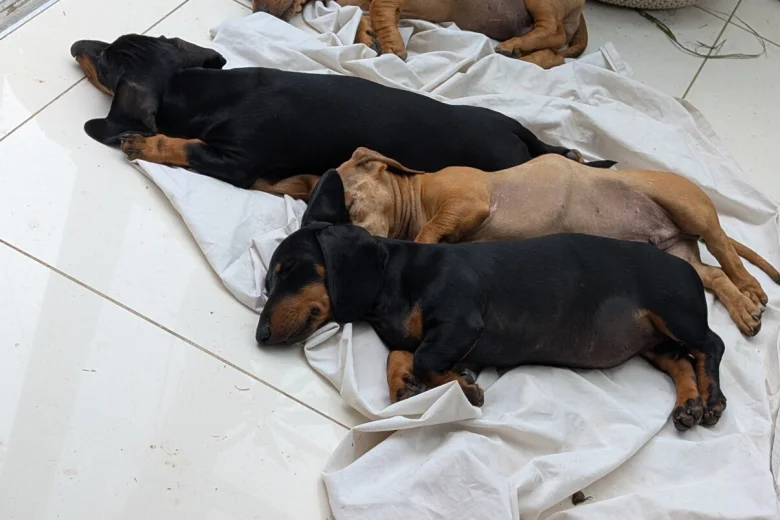 Dachshund (Smooth Haired)