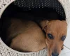Dachshund (Smooth Haired)