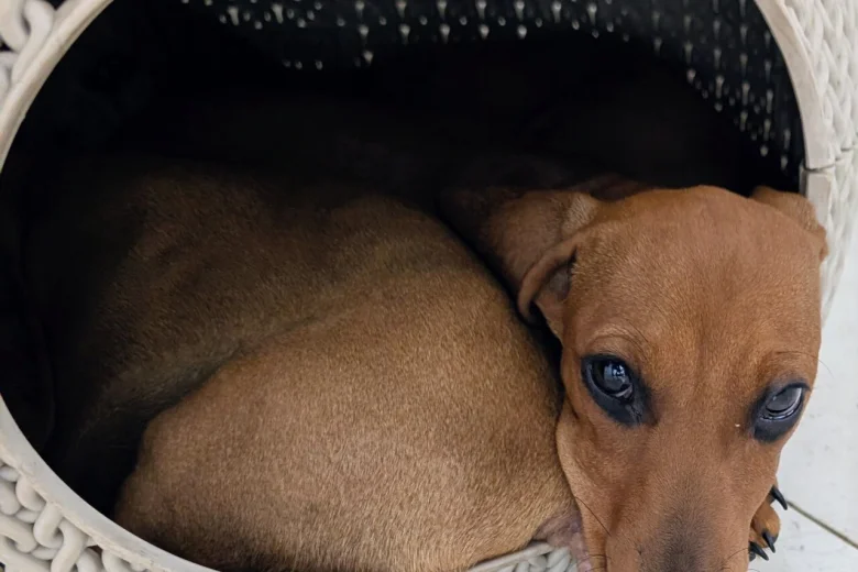 Dachshund (Smooth Haired)