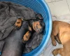 Dachshund (Smooth Haired)