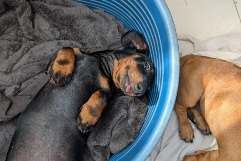 Dachshund (Smooth Haired)