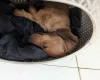 Dachshund (Smooth Haired)