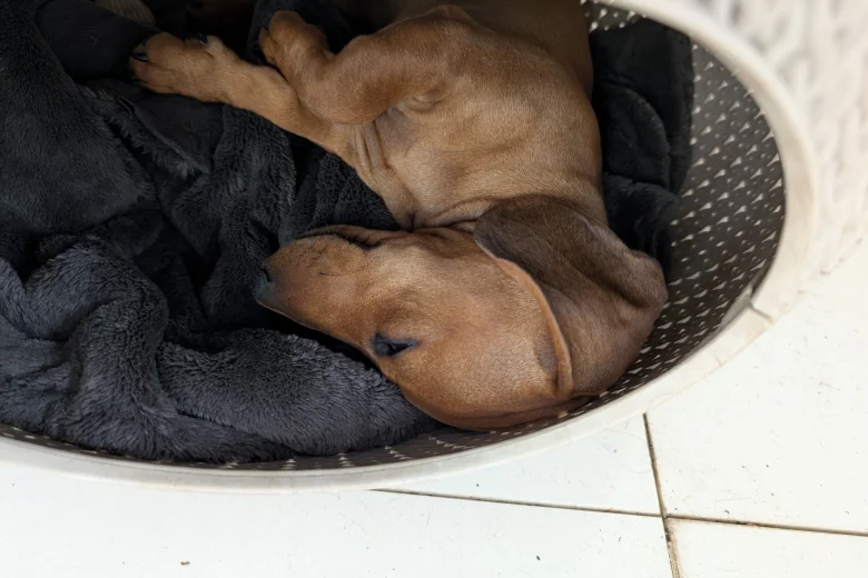 Dachshund (Smooth Haired)