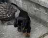 Dachshund (Smooth Haired)