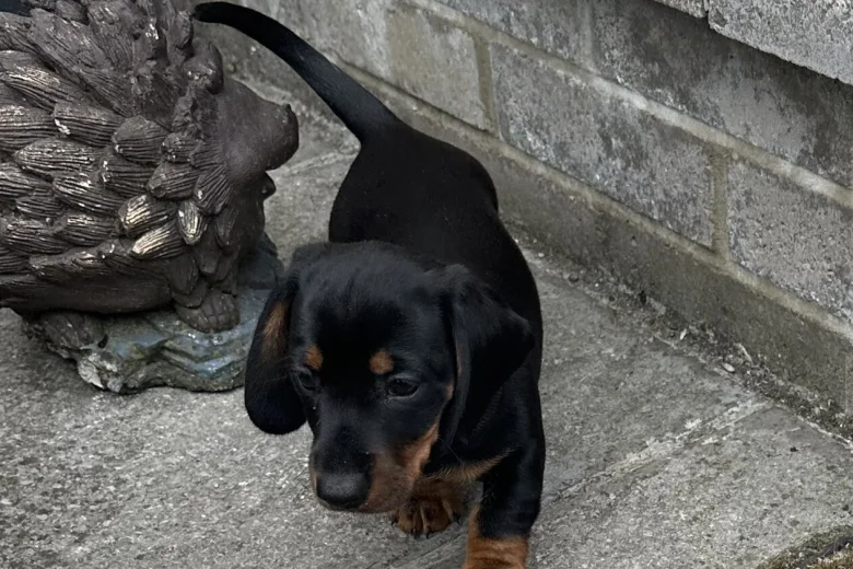 Dachshund (Smooth Haired)