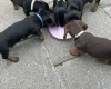 Dachshund (Smooth Haired)