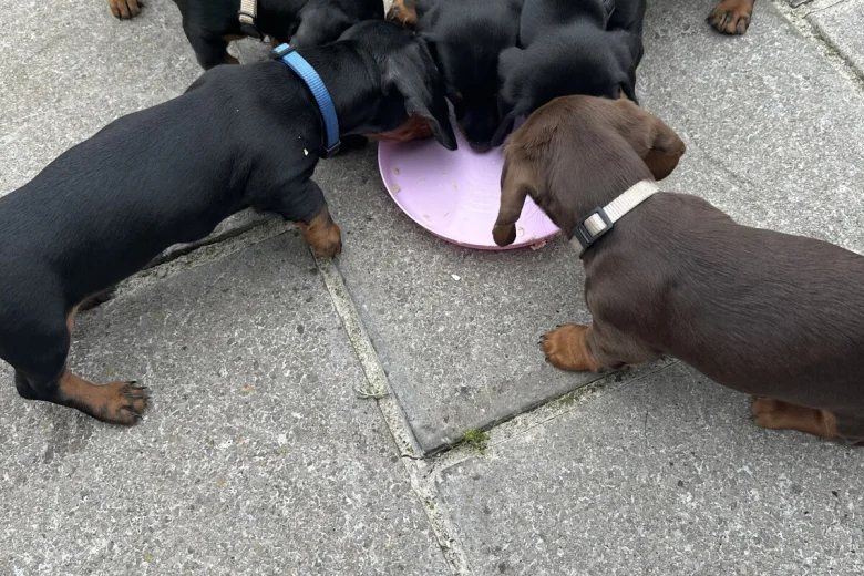 Dachshund (Smooth Haired)